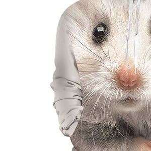 Sweats à capuche de sublimation en coton 100% de nouveau style les plus vendus pour hommes fabricant professionnel coupe-vent écologique personnalisable - Product Image 4