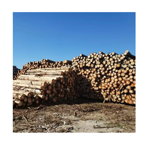 Bulk Supply <b>Eucalyptus</b> Round Logs – Natural Hardwood <b>Timber</b> for Builders and Contractors - Product Image 6