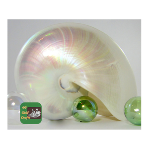 เปลือกหอย Nautilus ขัดตกแต่งบ้านและทำเครื่องประดับที่มีคุณภาพสูงจากเวียดนาม - Product Image 2