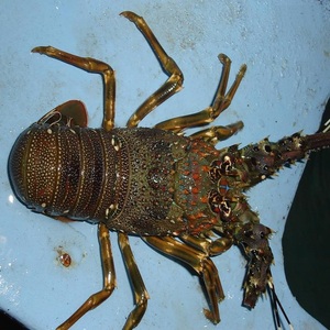 Queue de homard entière congelée de qualité supérieure AA, avec procédé de congélation BQF, à vendre - Product Image 4