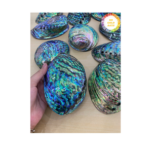 Concha de abulón natural de Vietnam Material de mar auténtico para diseño de joyería artesanal y distribución mayorista global - Product Image 1