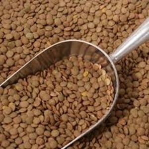 ถั่วเขียวแห้งจากแคนาดา - Product Image 3