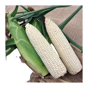 Ventas a granel de maíz dulce IQF blanco natural con certificación ISO HACCP de Vietnam para exportación - Product Image 1