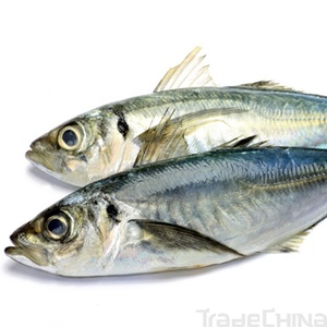 Vente en gros de produits de la mer de qualité supérieure sains à haute teneur en protéines IQF maquereau papillon congelé poisson entier 10Kg/ctn à faible teneur en glucides - Product Image 3