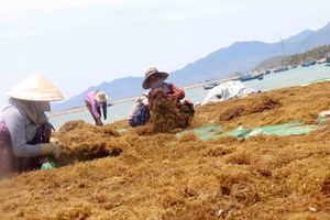 สาหร่ายใบใหญ่สาหร่ายสีน้ําตาล / สาหร่ายซาร์กัสซั่ม / สาหร่ายซาร์กัสซั่มแห้งคุณภาพจากเวียดนาม