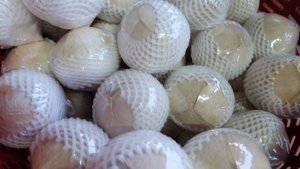 Coco Entero Pulido de Vietnam - Cosecha Fresca, Listo para Exportar - Product Image 5