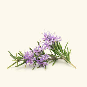 Huile Essentielle de Romarin Bio 30ml Huile Parfumée Pure pour Hydrater, Raffermir et Nourrir la Peau, Soin Corporel et Capillaire au Miel et aux Herbes - Product Image 2