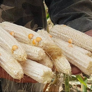 Material ecológico de mazorcas de maíz secas de calidad superior para alimentación animal y múltiples aplicaciones - Product Image 1