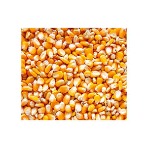 ข้าวโพดสีเหลือง/ข้าวโพดเลี้ยงสัตว์/ข้าวโพดสีเหลืองสำหรับอาหารสัตว์ปีก - Product Image 4