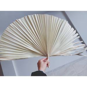 MATÉRIAU DE DÉCORATION FEUILLES DE PAMMIER SÉCHÉES À ACCROCHER AU MUR FEUILLES NATURELLES STYLES DIVERSIFIÉS - Product Image 2