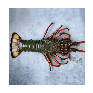 กุ้งก้ามกรามคุณภาพสูง สด/แช่แข็ง มีจำหน่ายในราคาประหยัด - Product Image 5