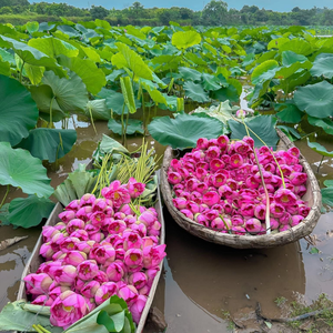 Productos Alimenticios Envasados en Hoja de Loto Fresca de Alta Calidad de un Fabricante Vietnamita Líder - Product Image 3