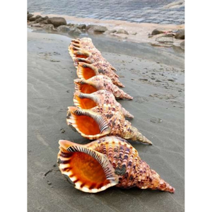 Coquillages artistiques de trompette du Vietnam pour les projets d'art mural, l'ameublement de la station, les coffrets cadeaux côtiers et l'utilisation de l'aquarium - Product Image 6