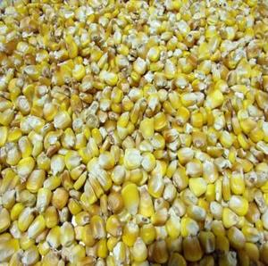 Maíz Amarillo Seco No Transgénico, Maíz Blanco para Alimentación Humana y Animal, Maíz Amarillo y Maíz Blanco en Venta - Product Image 1