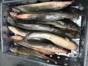 Poisson-chat de table extra grand à vendre (9-10kg) | Poisson-chat de table à vendre (1-1.5kg) - Product Image 6