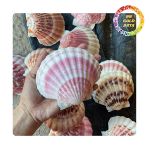 Conchas de vieiras limpias y pulidas | Ideal para marisco y catering de eventos - Product Image 3