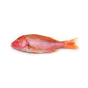 Pargo Rojo Entero Congelado de Alta Calidad Disponible para la Venta a Bajo Precio - Product Image 2