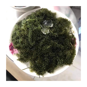 Laris Manis untuk Rumput Laut Anggur Laut Asin/ Rumput Laut Umibudo Kering/ Rumput Laut Lato Kualitas Terbaik Kemasan Dari 99 GD