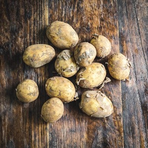 Fresh Baby Potatoes Bulk Sale New Season Farm Fresh Baby Potatoes Packed With 100% Natural Flavor And Healthy Texture
