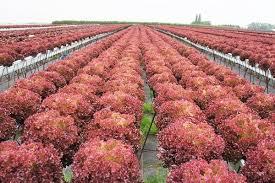 Semi di 100 semi di lattuga da giardino biologici ricci lolarosso semi regalo a sorpresa