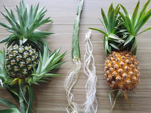 Fibra de piña natural hecha en Vietnam, ecológica y versátil para hilar - Product Image 5