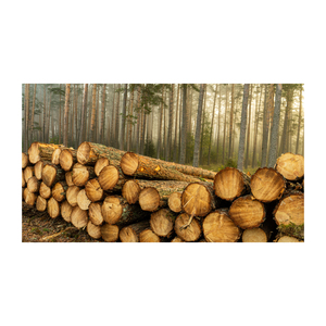 Proveedor directo de madera aserrada de abeto/roble/teca para enmarcar madera de madera a precio mayorista - Product Image 3