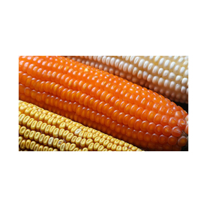 Grains de maïs jaune de haute qualité/maïs jaune séché à froid pour aliments pour animaux - Product Image 2