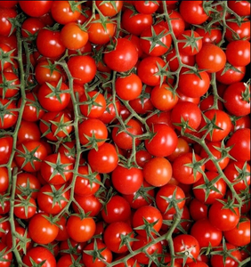 Fresh Red Tomatoes Original Pure Red Cherry Tomato High Export Quality Bulk Supplies - Product Image 1