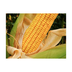 Semilla de maíz a granel en bolsas de embalaje de 50 kg Maíz amarillo sin OGM/Maíz dulce/Maíz amarillo a la venta a granel - Product Image 3