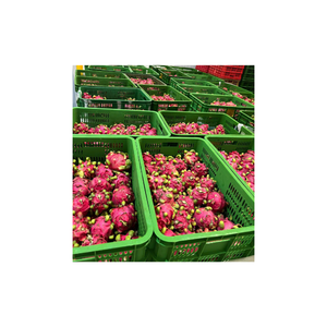 Dados de fruta de dragón congelado vietnamita La tecnología IQF certificada orgánica garantiza la frescura ideal para batidos - Product Image 1