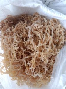 Algas marinas secas de alta calidad Cottonii-Algas marinas secas Eucheuma Cottonii-Algas marinas Cottonii de 99 Gold Data Vietnam - Product Image 3