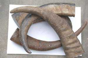 Punta de Cuerno de Búfalo Natural Ecológica, Técnica de Tallado a Mano, Moderna, Impermeable, para Mangos de Cuchillos/Espadas, Monturas de Gafas - Product Image 2