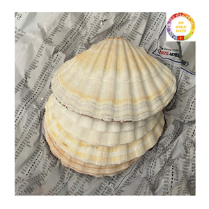 เปลือกหอยหอยเชลล์ธรรมชาติสีขาวขนาดใหญ่สำหรับงานออกแบบของขวัญแฮนด์เมดอุปกรณ์ตกแต่งบ้านแบบ DIY - Product Image 3