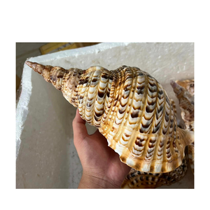 Coquilles de trompette naturelles écologiques pour la décoration de maison de plage, l'artisanat côtier, les projets d'art de coquille et les idées faites à la main - Product Image 4