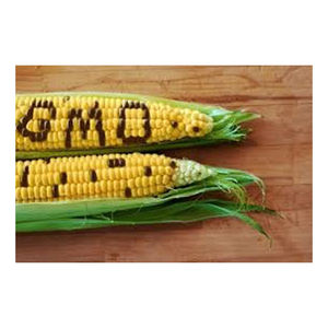 คุณภาพบริสุทธิ์ข้าวโพดเหลืองไม่ใช้อินทรีย์ Gmo ขายส่ง ผู้ผลิตสูงใหม่ วัสดุที่ดีที่สุด ด้วยอัตราราคาถูก - Product Image 6