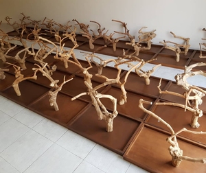 Ramas de madera de café natural para pajareras, hechas en Vietnam, duraderas, ecológicas, adorno para mascotas. - Product Image 3