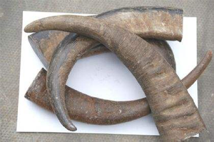 Punta de Cuerno de Búfalo Natural Tallada con Técnica de Estilo Amor, Impermeable, para Hacer Mangos de Cuchillos, Mangos de Espadas, Monturas de Gafas - Product Image 3