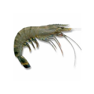 Crevettes tigrées noires de haute qualité, en vrac, avec emballage de qualité export pour les acheteurs en gros - Product Image 5