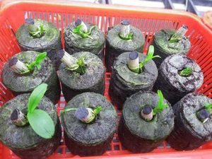 High Quality Coco Peat Pellets Vietnam Export Perfect For <b>Mushroom</b> Cultivation And Commercial Farming - Product Image 4