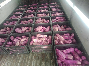 Qualité assurée igname violette congelée IQF tranchée, demi-coupée ou coupée en dés du fournisseur vietnamien à bas prix à l'exportation prête à exporter - Product Image 4