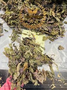 ใบงาแดงธรรมชาติมีกลิ่นมีคุณค่าทางโภชนาการรสชาติดี - Product Image 6