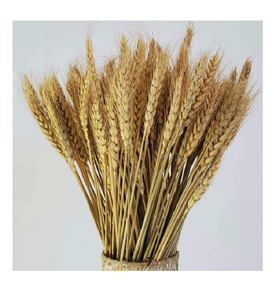 Arreglo de Hierba de Trigo Seca Cósmica de Primera Calidad para Decoración de Eventos, Hogar y Oficina, Día de San Valentín, Ecológico - Product Image 3