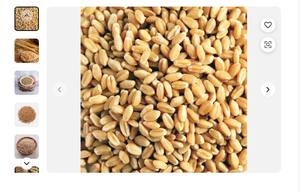 Grains de blé séché de haute qualité Grains de blé tendre et dur orge en vrac Blé - Product Image 4