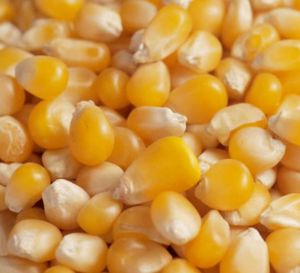 Maíz Amarillo Seco Sin OMG - 100% Puro y Natural, Alto en Proteínas, Bolsas de PP de 25/50 kg - Product Image 6