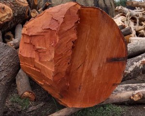 Kwila ไม้เนื้อแข็ง logs kwila logs - Product Image 5