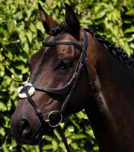 Brida de Cuero para Caballo al por Mayor, Estilo Inglés, Alta Calidad para Entrenamiento, Equitación y Competición, Brida de Equitación Personalizada - Product Image 5