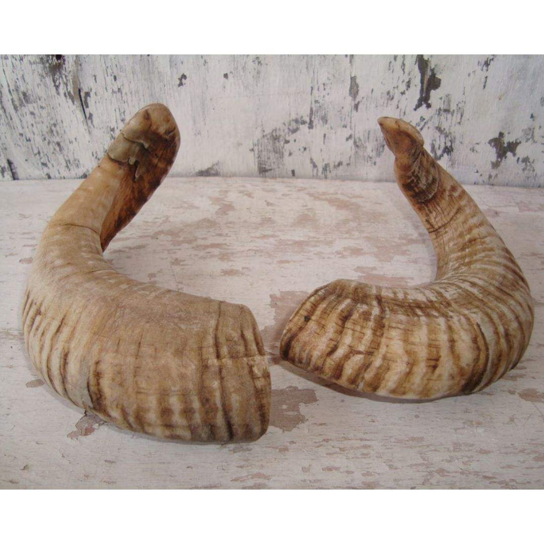 Natural Ram Horn Dog Chew Durable Safe for All Breeds