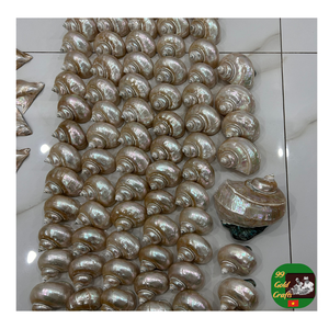 Venta al por mayor de concha Turbo decorativa, Concha, Concha natural, proveedor de concha para acuario, manualidades y coleccionables - Product Image 3