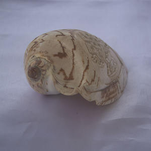 Cymbiola sculpture d'ornement balinais style coquillage BIJOUX Technique brute Sculpture de coquillage avec motif d'ornement et de style d'amour - Product Image 2