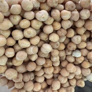 Garbanzos Kabuli Orgánicos Certificados Premium, Garbanzos Enteros de Alta Proteína, Grado Alimenticio, Blancos, para Venta al por Mayor y Exportación - Product Image 1